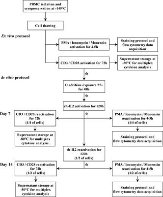 Treatment With Cladribine Selects IFNγ+IL17+ T Cells in RRMS Patients – An In Vitro Study